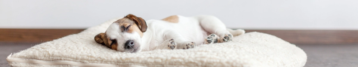 A small puppy with brown and white fur is sleeping peacefully on a soft, fluffy cushion placed on a wooden floor. The background is a plain white wall.